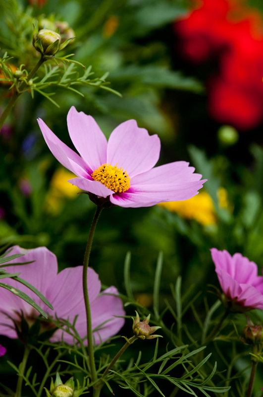 Function Photography Services